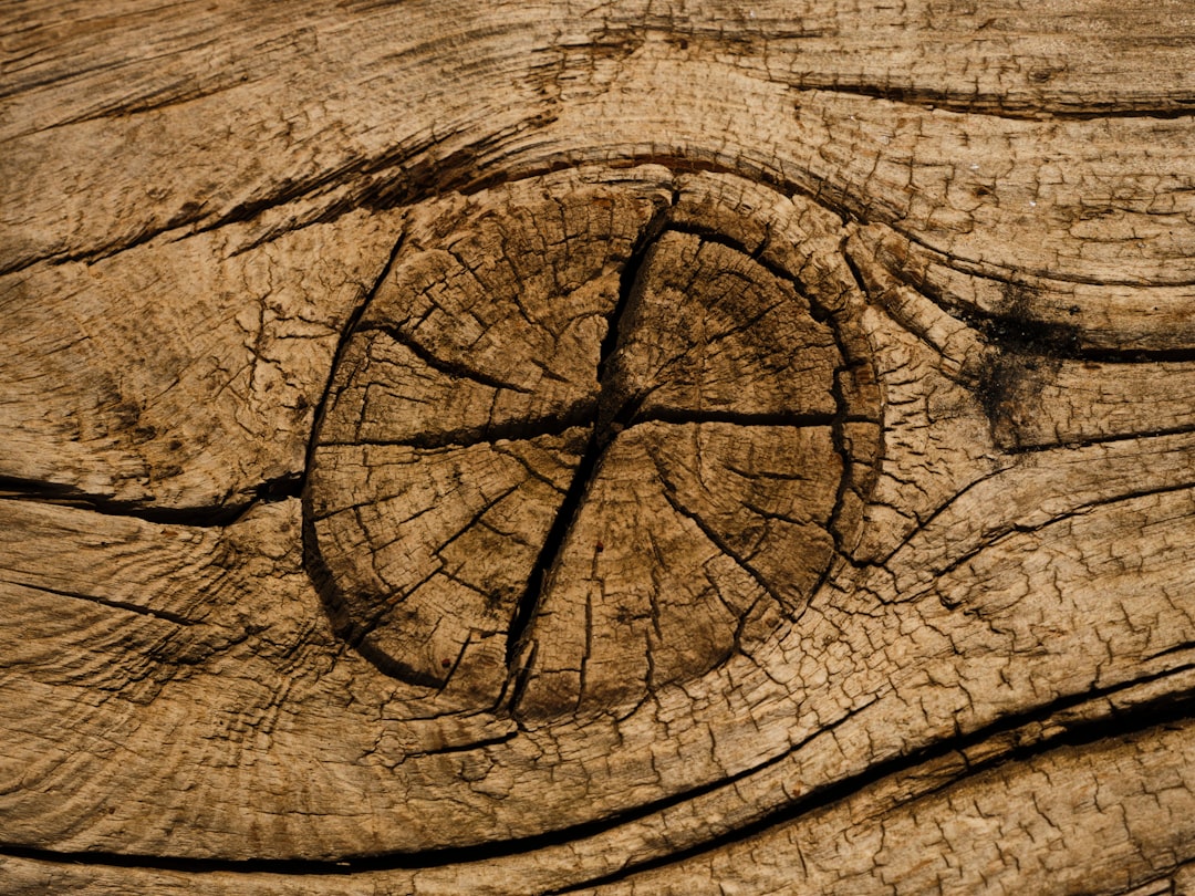 retrato de Leonardo da Vinci imagen 2